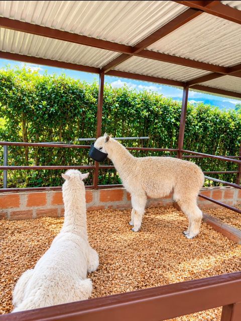Alpacas de la mini granja