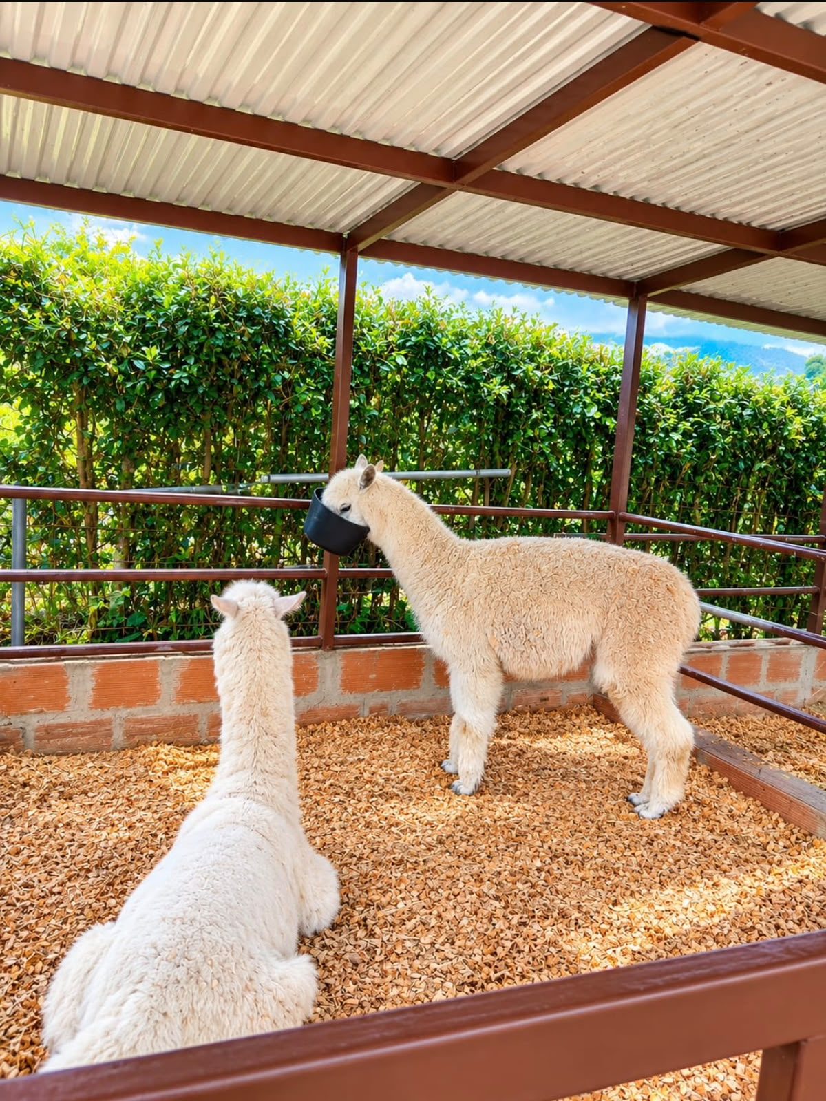 Alpacas en la mini granja