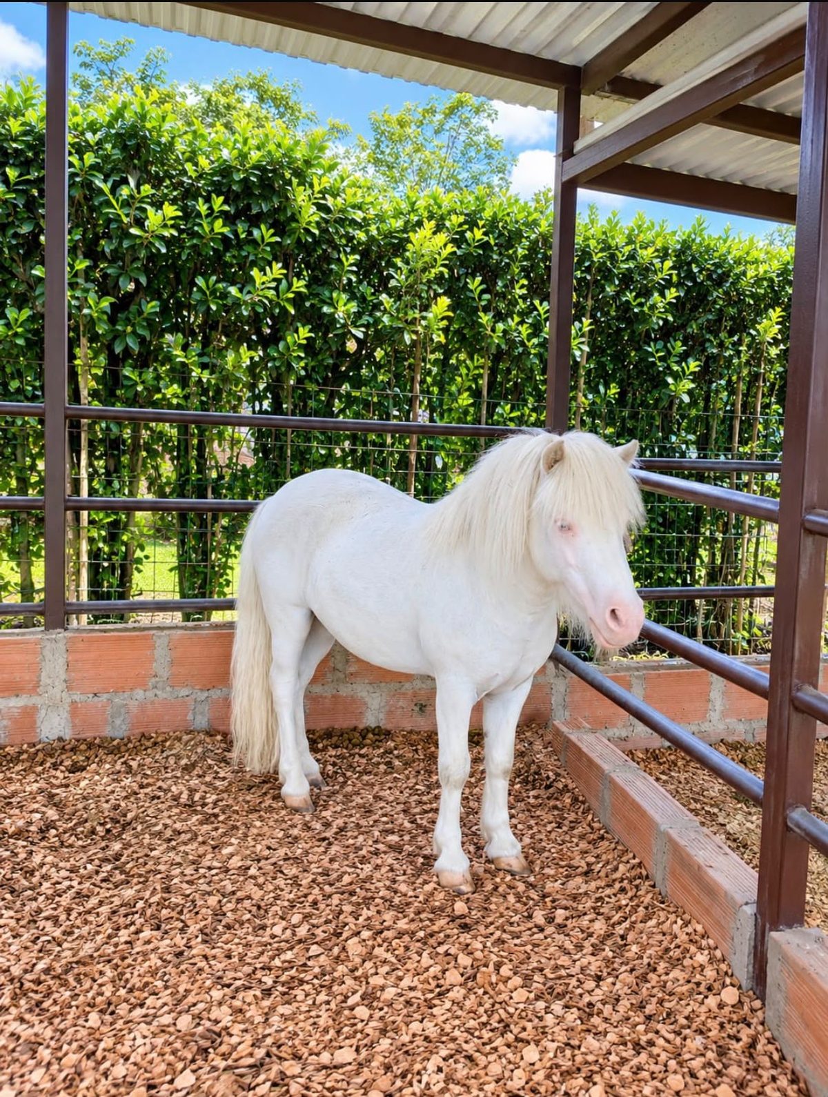 Pony blanco en la granja